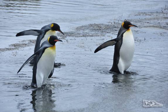 Pinguins rei saem do mar em Salisbury Plain, na Geórgia do Sul